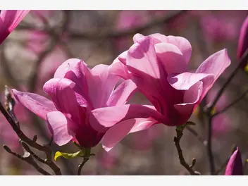 Ilustracja rośliny magnolia 'galaxy'