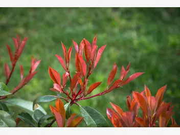 Ilustracja rośliny głogownik frasera 'red robin'
