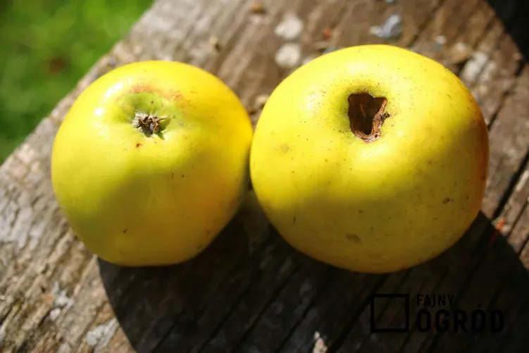 Jabłoń 'Kosztela'