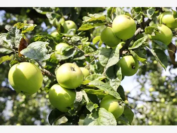 Ilustracja rośliny jabłoń 'kosztela'