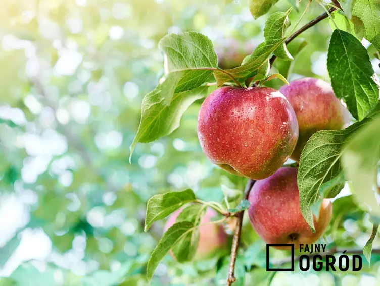 Zdjęcie przedstawia jabłoń 'gala'