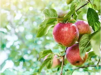 Ilustracja rośliny jabłoń 'gala'