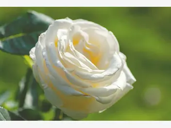 Ilustracja rośliny róża wielkokwiatowa 'chopin'