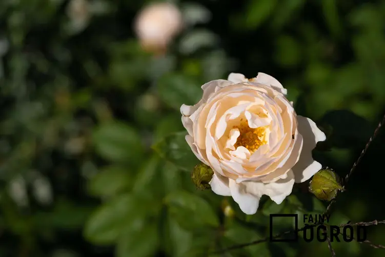 Róża Chopin