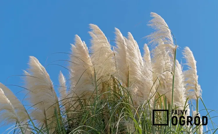 Zdjęcie przedstawia trawę pampasową 'pumila'