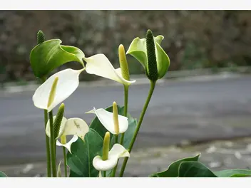 Ilustracja rośliny anturium andrego 'sierra white'