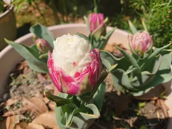 Ilustracja rośliny tulipan 'ice cream'