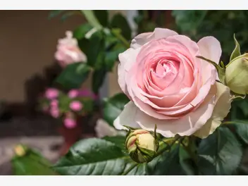 Ilustracja rośliny róża parkowa 'eden rose'