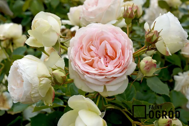 Róża 'Eden Rose'