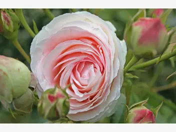 Róża parkowa 'Eden Rose' - zdjęcie 4