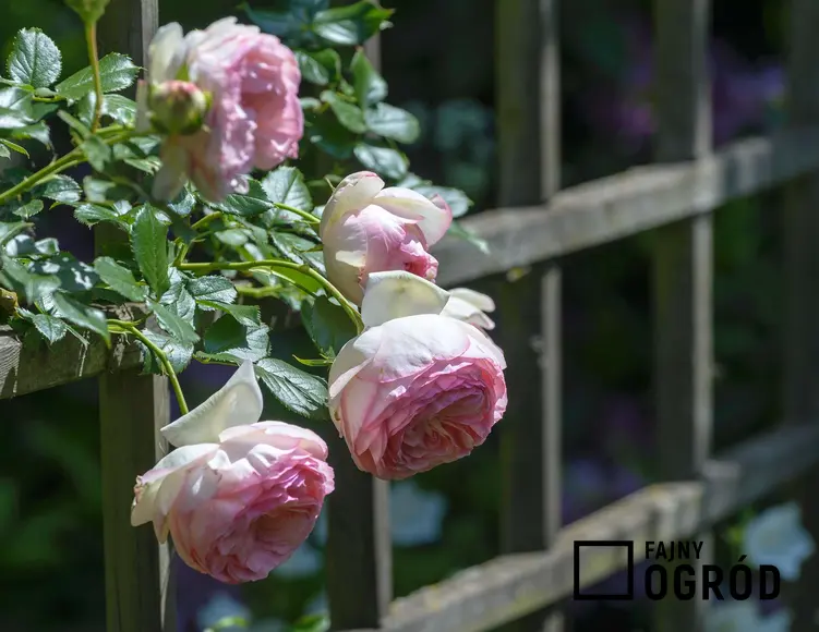 Róża parkowa 'Eden Rose' - zdjęcie 5