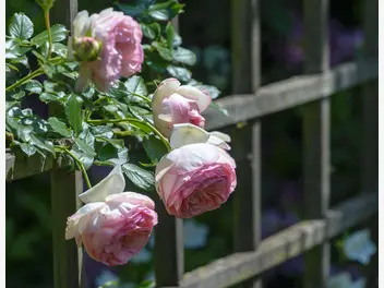 Róża parkowa 'Eden Rose' - zdjęcie 5