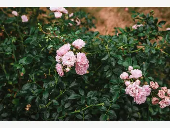 Róża rabatowa 'Bonica' - zdjęcie 1