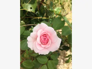 Róża rabatowa 'Bonica' - zdjęcie 2