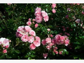 Róża rabatowa 'Bonica' - zdjęcie 3