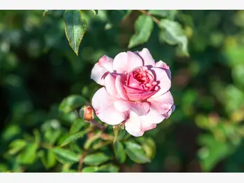 Róża rabatowa 'Bonica' - zdjęcie 5
