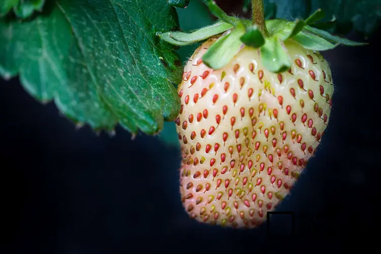 Zdjęcie przedstawia truskawkę 'pineberry'