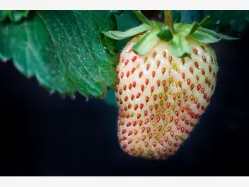 Ilustracja rośliny truskawka 'pineberry'