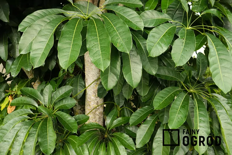 Zdj cia Szeflery Parasolowatej 5 Fotografii