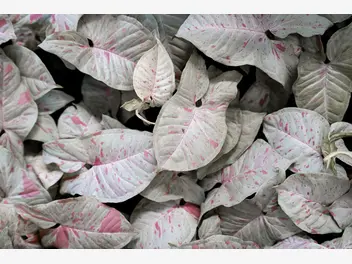 Ilustracja rośliny zroślicha stopowcowa 'milk confetti'
