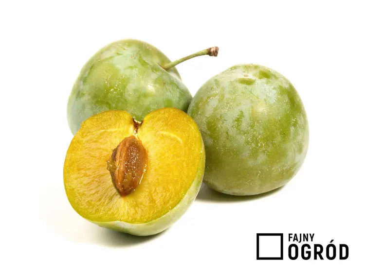 Prunus 'Oullins Reneklode'
