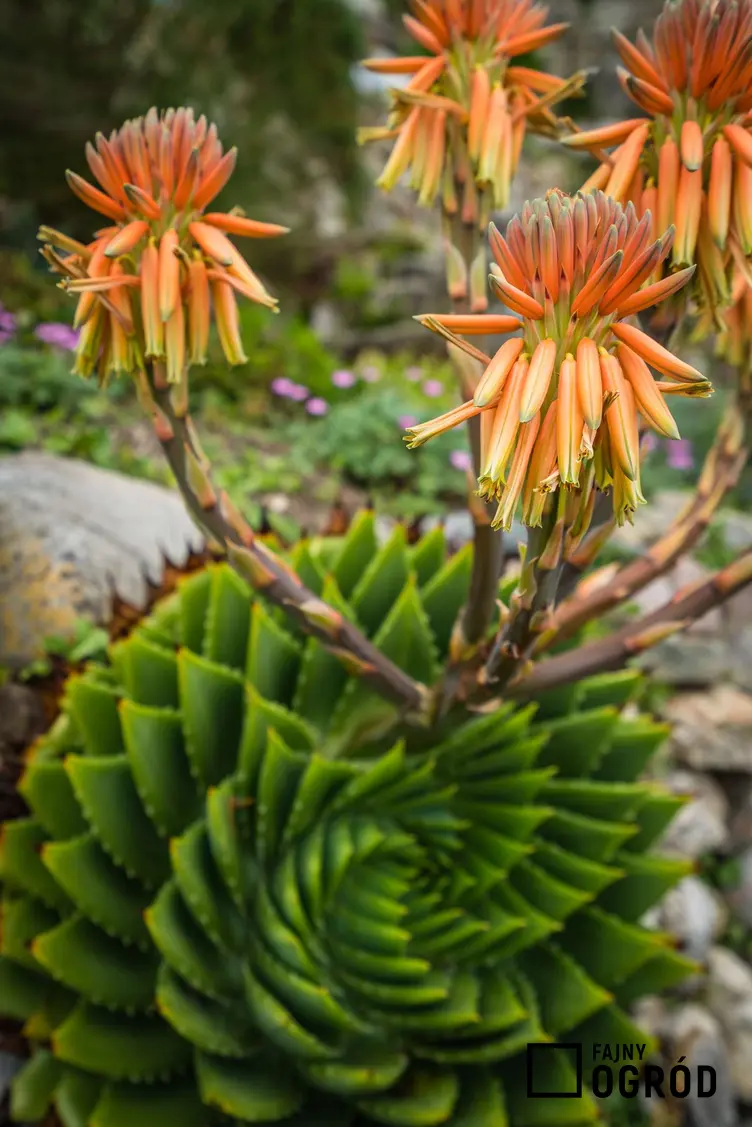 Aloes wielkolistny - zdjęcie 5