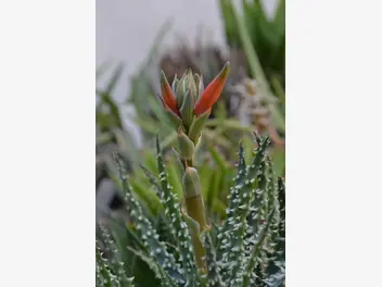 Aloes niski - zdjęcie 4