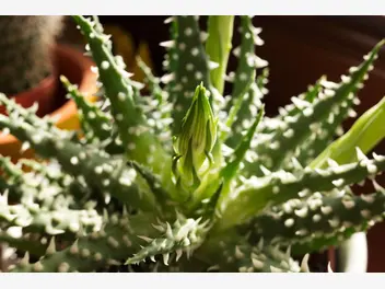 Aloes niski - zdjęcie 1