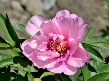 Piwonia Itoh - zdjęcie 2