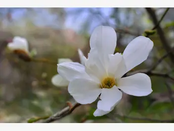 Magnolia naga - zdjęcie 2