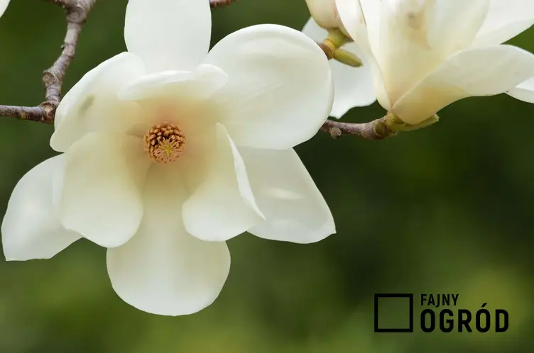 Magnolia naga