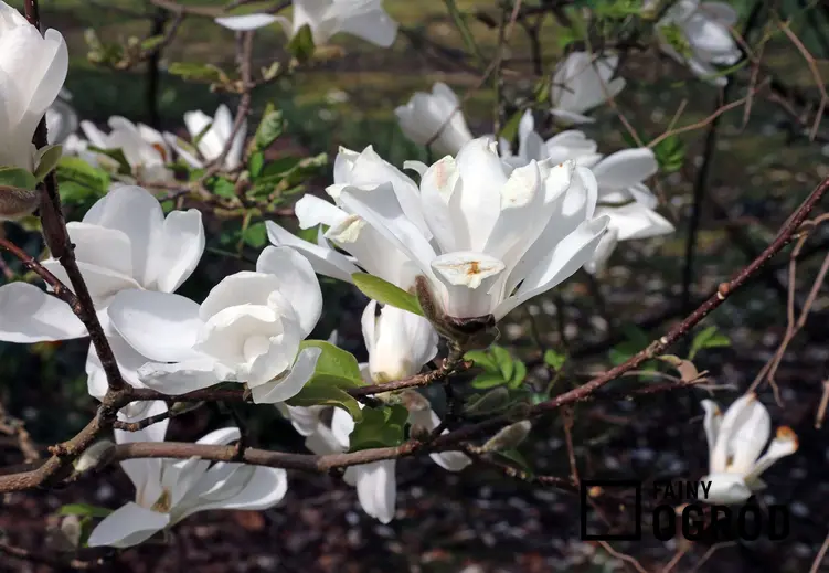 Magnolia naga - zdjęcie 5