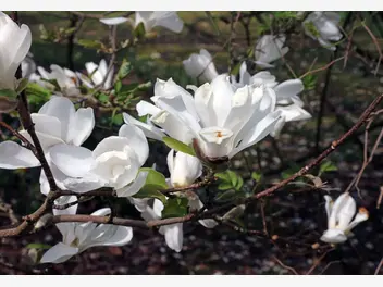 Magnolia naga - zdjęcie 5