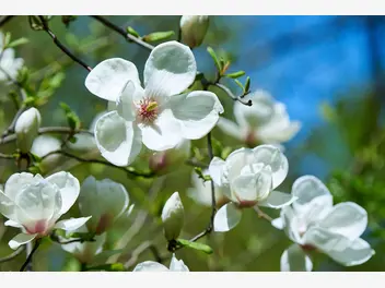 Zdjęcie ilustrujące magnolia naga