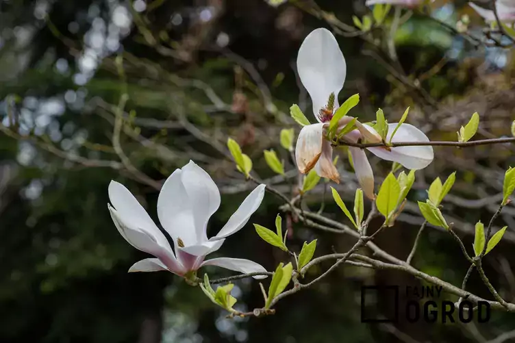 Magnolia pośrednia 'Alexandrina' - zdjęcie 5