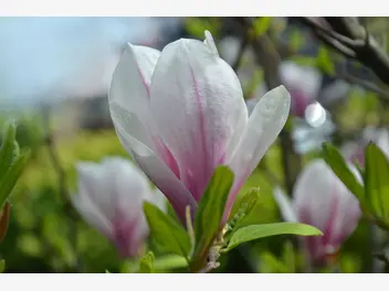 Zdjęcie ilustrujące magnolia pośrednia 'alexandrina'