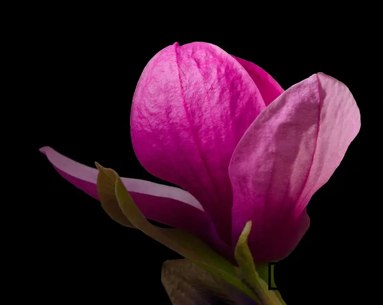 Magnolia pośrednia 'Black Tulip'