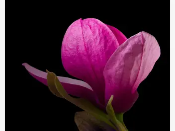 Magnolia pośrednia 'Black Tulip' - zdjęcie 4