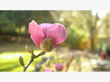 Magnolia pośrednia 'Black Tulip' - zdjęcie 5