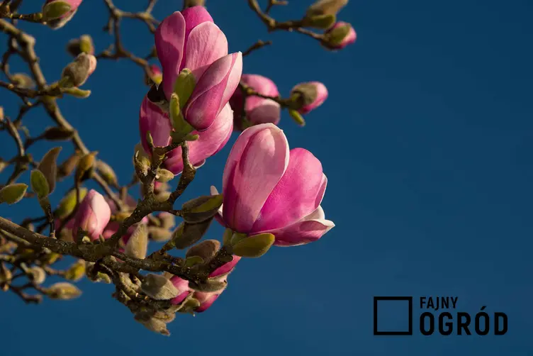 Zdjęcie przedstawia magnolię 'black tulip'