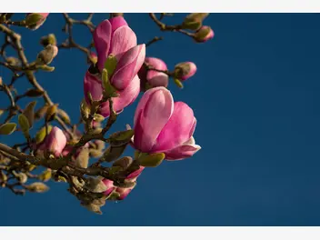Ilustracja rośliny magnolia pośrednia 'black tulip'