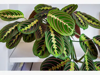 Ilustracja rośliny maranta białożyłkowa 'fascinator tricolor'
