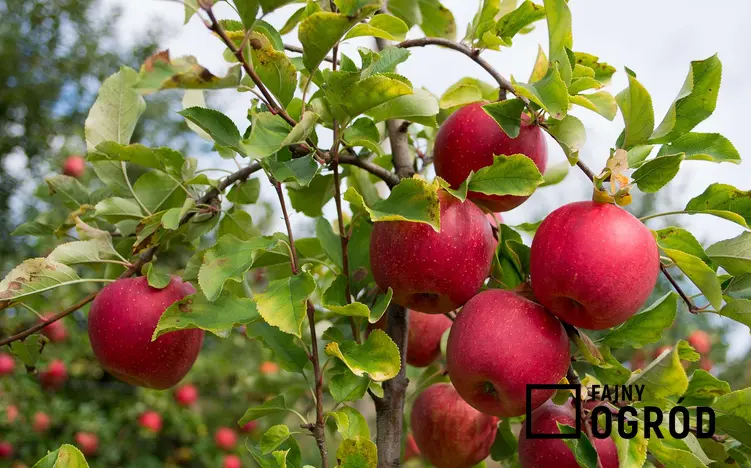 Zdjęcie przedstawia jabłoń 'szampion'