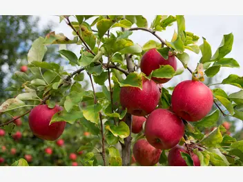Ilustracja rośliny jabłoń 'szampion'