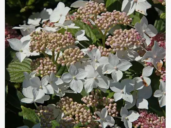 Ilustracja rośliny hortensja bukietowa 'confetti'