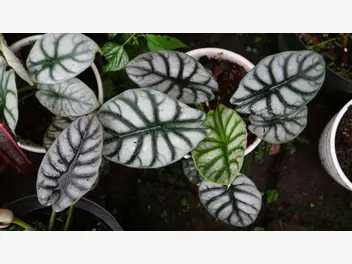 Ilustracja rośliny alokazja baginda 'silver dragon'