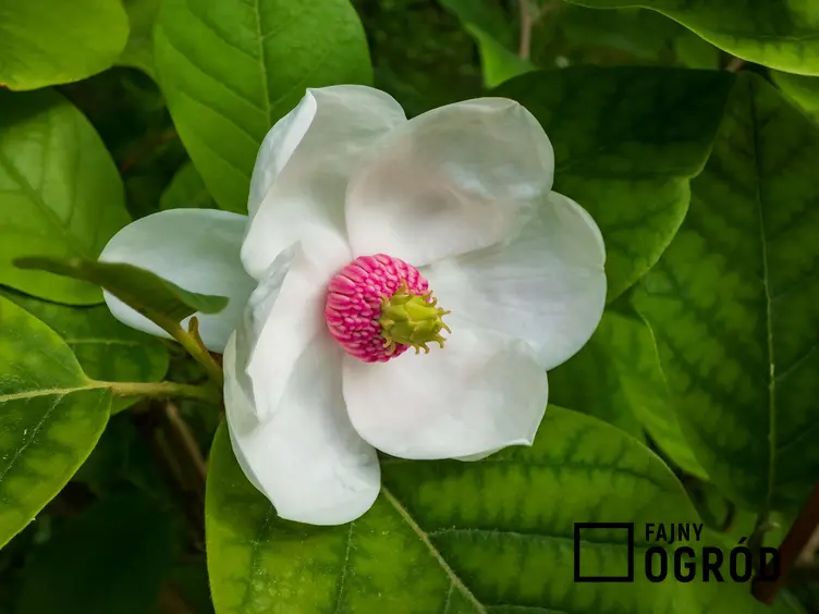 Zdjęcie przedstawia magnolię siebolda