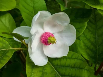 Ilustracja rośliny magnolia siebolda