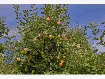 Jabłoń 'Piros' - zdjęcie 4