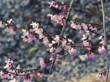 Ilustracja rośliny abeliofyllum koreańskie 'roseum'